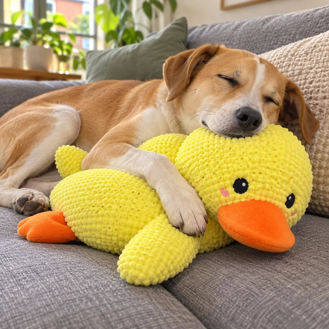 Perro dormido abrazando su pato de peluche amarillo en el sofá