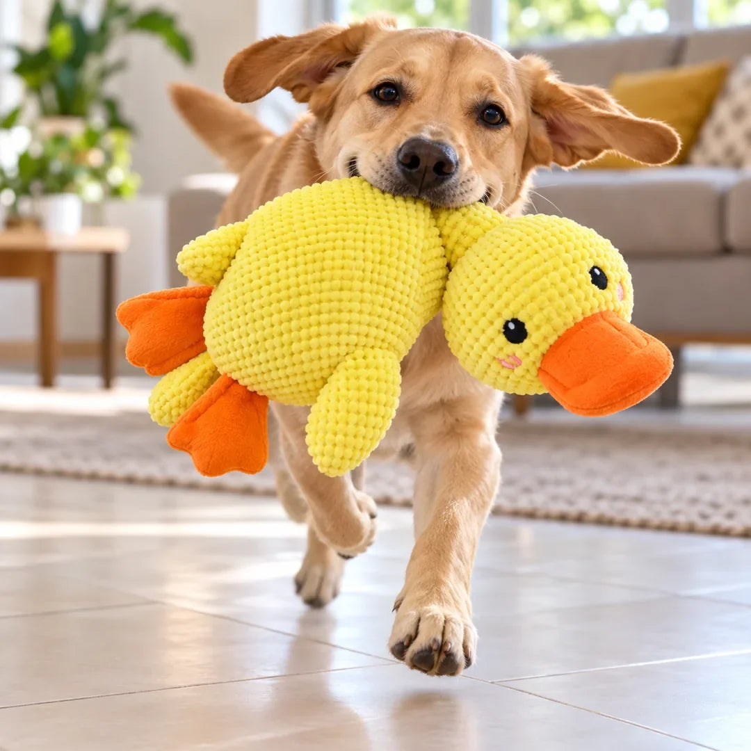 Perro corriendo por la sala con el pato de peluche en la boca